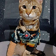 Rikerr is registered to the contest to win money with this photo: cat, tabby, sweater, bandage, collar, chain, chair, sitting, indoor, pet, feline, tail, fur, cute, animal, glitter, sparkle, portrait, accessory, domestic