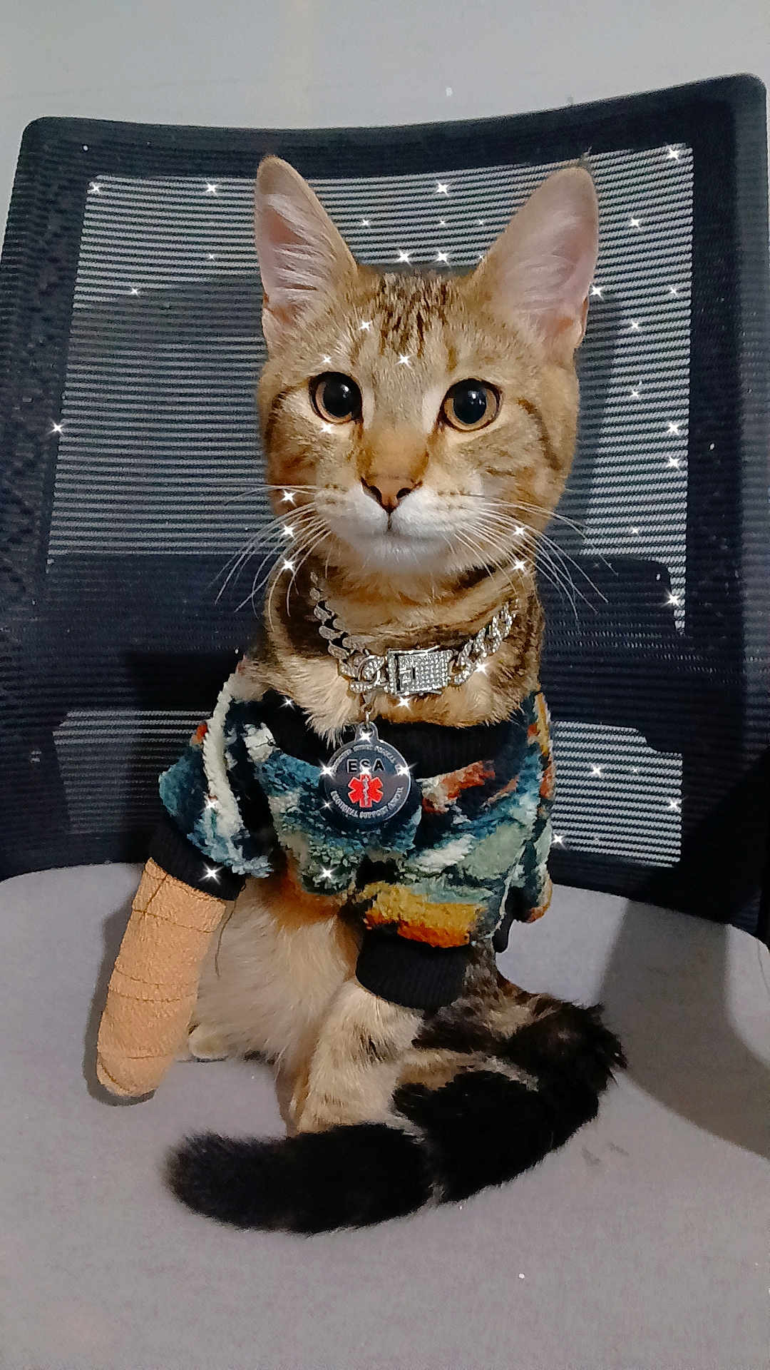 Rikerr is registered to the contest to win money with this photo: cat, tabby, sweater, bandage, collar, chain, chair, sitting, indoor, pet, feline, tail, fur, cute, animal, glitter, sparkle, portrait, accessory, domestic