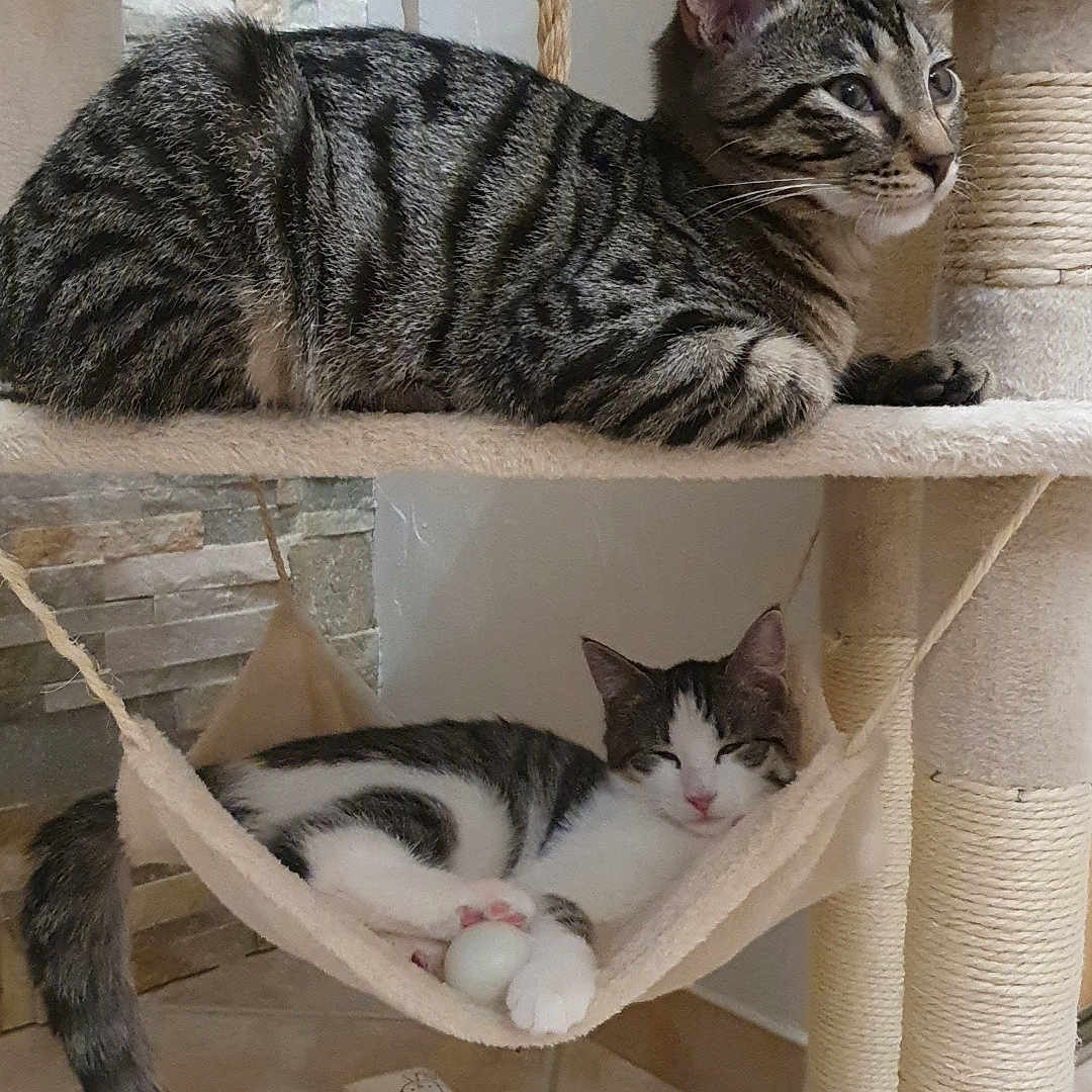 Kitty Et Filou a rejoint le concours — aidez-le/la à gagner de superbes lots ! abyssinian, animal, architecture, bed, building, cat, chair, couch, furniture, hammock, homedecor, indoors, kitten, linen, manx, person, pet, shelf, sleeping, table