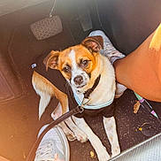 Elotes joined the competition — help win amazing prizes! black_clothing, car_interior, casual, curious, daylight, dog, floor, footwear, indoor, leash, legs, looking_up, person, pet, pet_outfit, seat, small_dog, sneakers, sunlight, vehicle