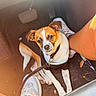 black_clothing, car_interior, casual, curious, daylight, dog, floor, footwear, indoor, leash, legs, looking_up, person, pet, pet_outfit, seat, small_dog, sneakers, sunlight, vehicle