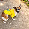 Elotes joined the competition — help win amazing prizes! animal, brown_and_white, concrete, cute, dog, ears_up, flowers, grass, happy, heart_doodles, looking_up, outdoor, pet, playful, small_dog, smiling, sparkle_doodles, sunlight, tail, yellow_shirt