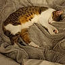 Thor participe au concours pour gagner de l'argent avec cette photo : abyssinian, animal, armchair, bed, blanket, cat, chair, couch, cushion, furniture, hardwood, homedecor, kitten, linen, manx, person, pet, quilt, sleeping, towel