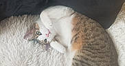 Thor participe au concours pour gagner de l'argent avec cette photo : abyssinian, animal, architecture, armchair, building, cat, chair, couch, cushion, furniture, homedecor, indoors, kitten, linen, livingroom, manx, person, pet, room, sleeping