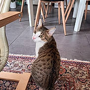 Thor a rejoint le concours — aidez-le/la à gagner de superbes lots ! accessories, animal, bag, barstool, cat, chair, diningtable, furniture, handbag, hardwood, homedecor, indoors, interiordesign, manx, pet, plant, plywood, rug, table, wood