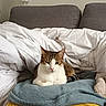 Thor a rejoint le concours — aidez-le/la à gagner de superbes lots ! abyssinian, animal, bed, bedroom, blanket, cat, couch, cushion, furniture, homedecor, indoors, kitten, linen, manx, person, pet, pillow, quilt, room, sleeping