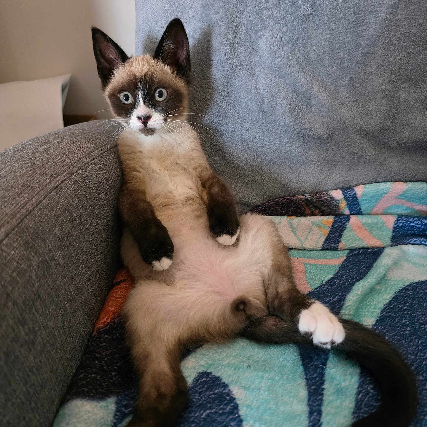 Ateynah a rejoint le concours — aidez-le/la à gagner de superbes lots ! animal, blanket, cat, couch, cozy, cute, ears, feline, funny_pose, fur, home, indoor, paws, pet, relaxed, siamese_cat, sitting, surprised_expression, tail, whiskers