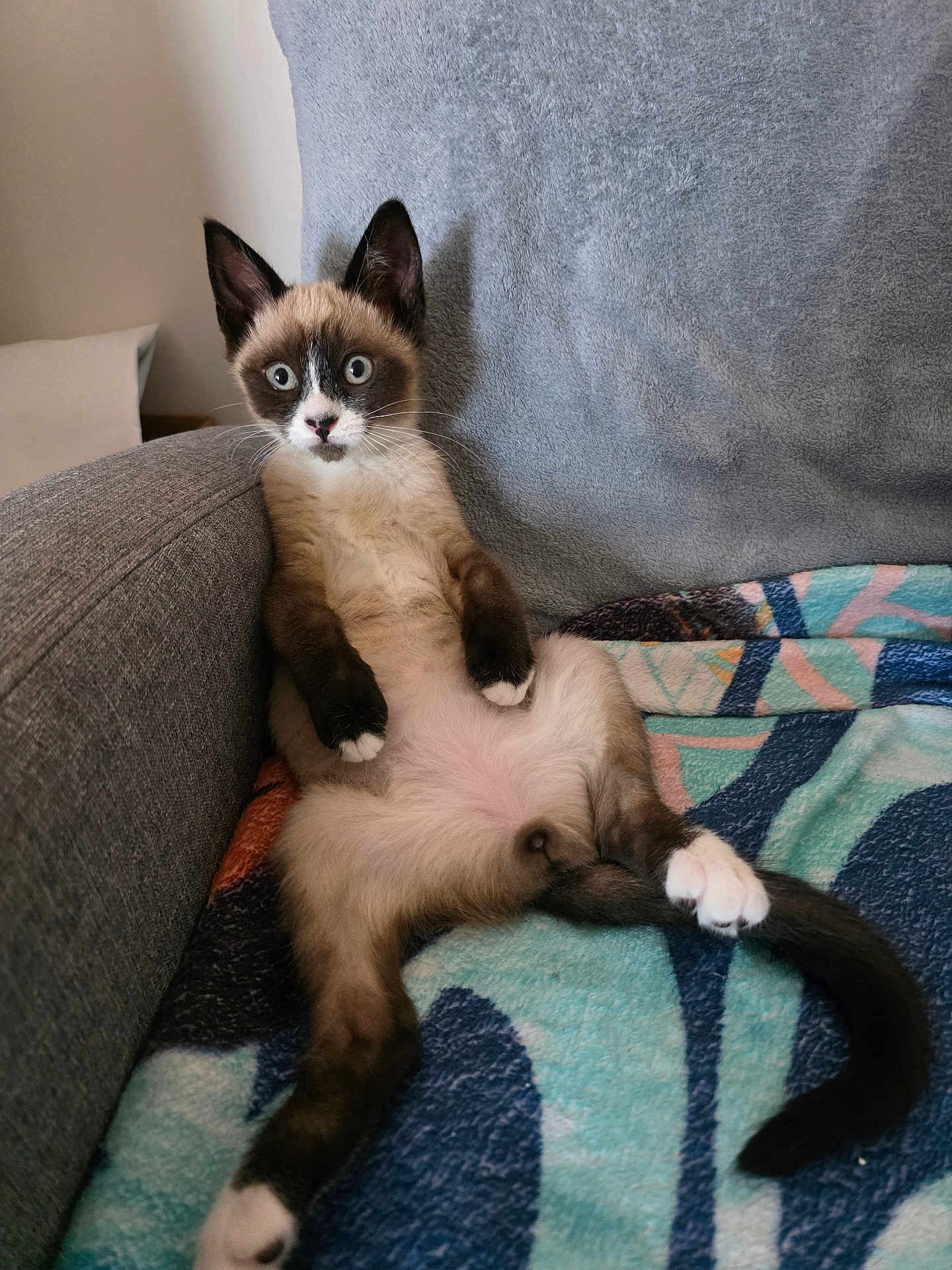Ateynah a rejoint le concours — aidez-le/la à gagner de superbes lots ! cat, siamese_cat, pet, animal, indoor, couch, blanket, feline, sitting, surprised_expression, fur, whiskers, ears, tail, paws, cozy, relaxed, home, cute, funny_pose