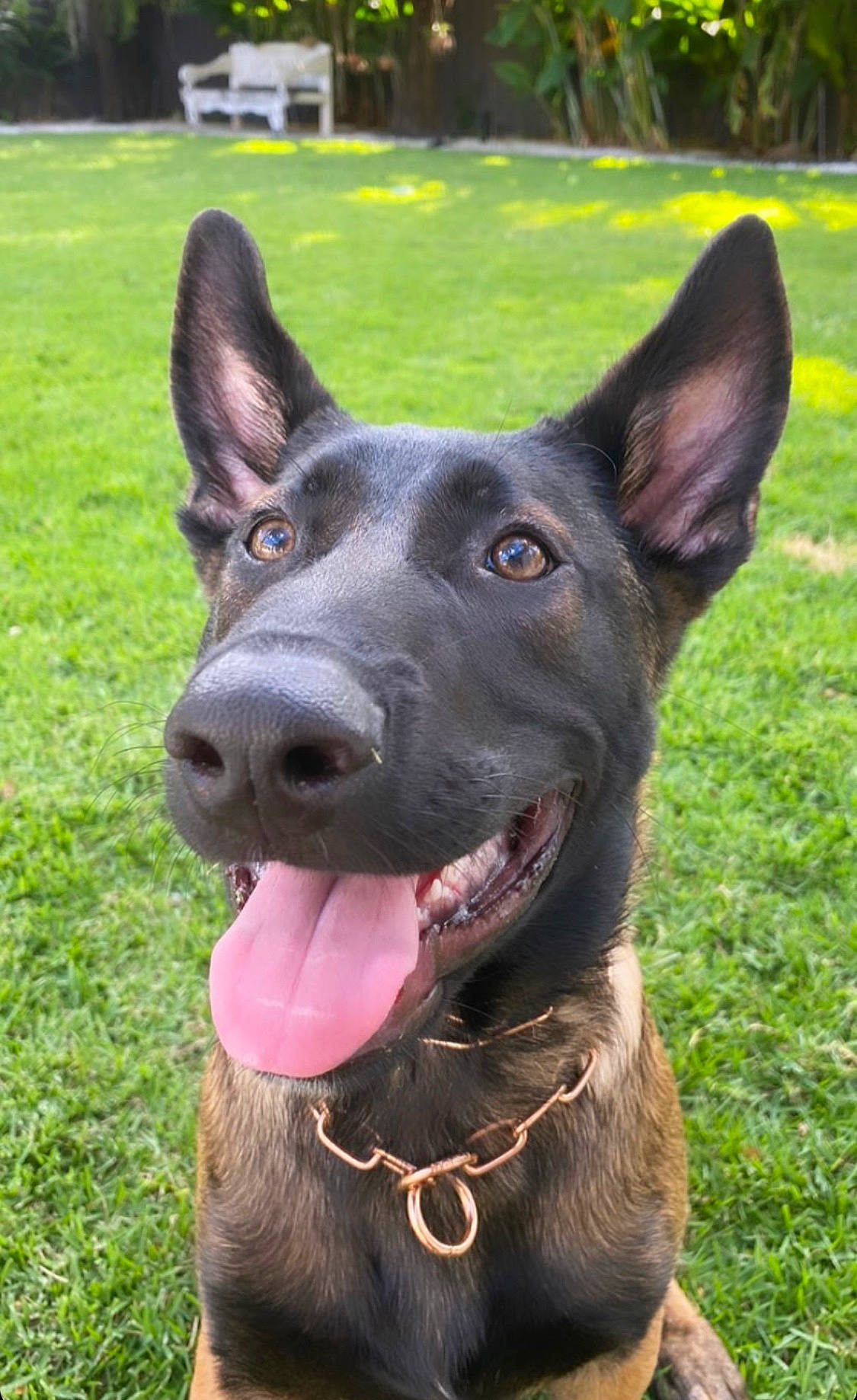 Crayola joined the competition — help win amazing prizes! australian_kelpie, belgian_shepherd_malinois, canidae, carnivore, dog, dog_breed, dutch_shepherd_dog, east_european_shepherd, formosan_mountain_dog, king_shepherd, kunming_wolfdog, mammal, rare_breed_dog, shiloh_shepherd_dog, snout, vertebrate