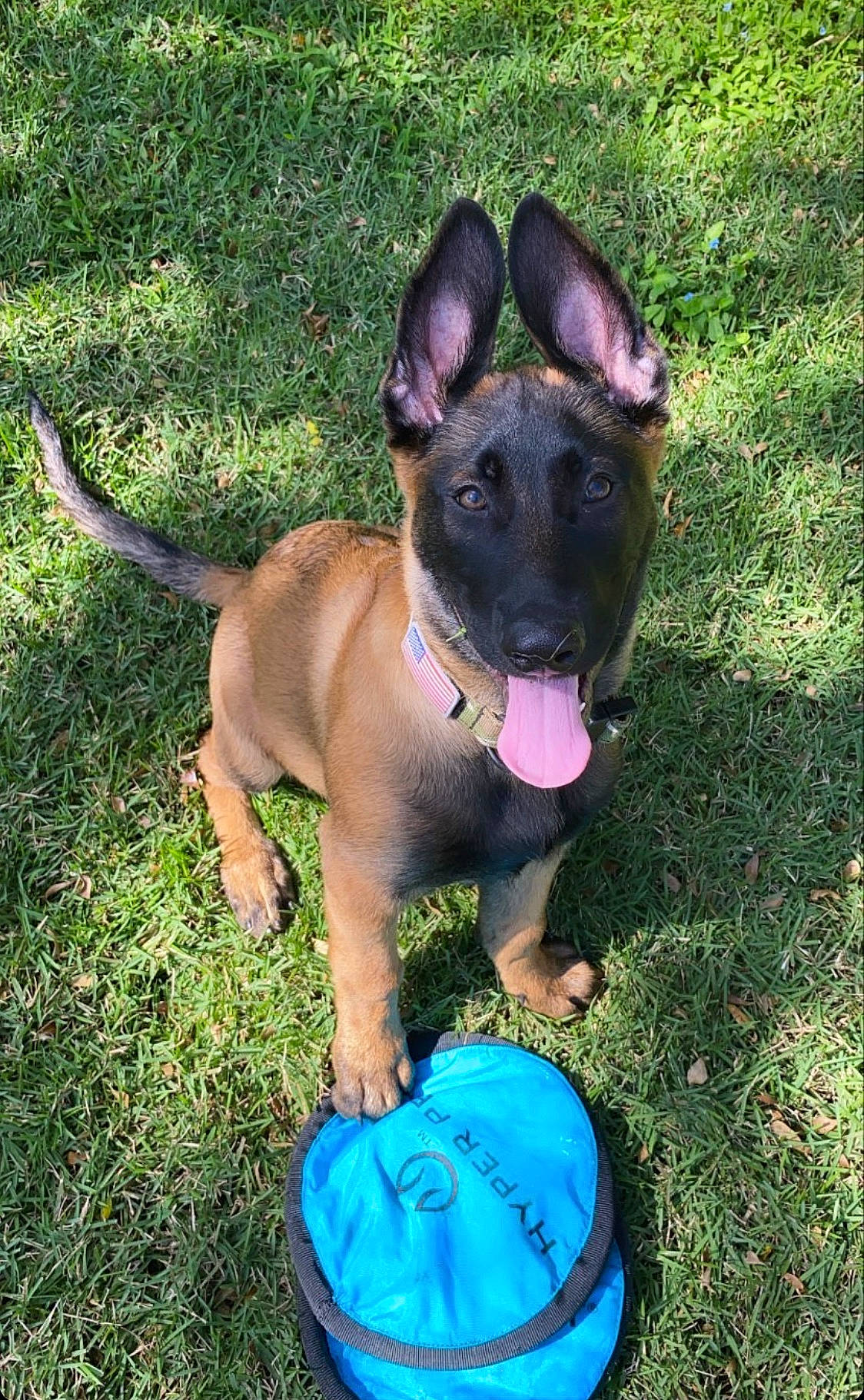 Crayola joined the competition — help win amazing prizes! belgian_shepherd_malinois, canidae, carnivore, dog, dog_breed, fawn, grass, mammal, rare_breed_dog, snout, sporting_group, vertebrate