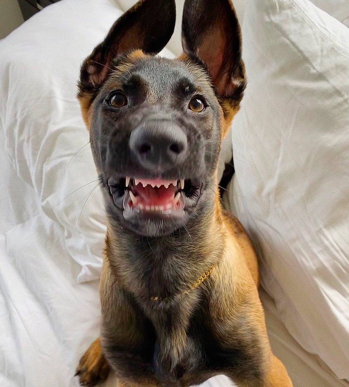 Crayola is registered to the contest to win money with this photo: australian_cattle_dog, belgian_shepherd_malinois, canidae, carnivore, dog, dog_breed, ear, formosan_mountain_dog, mammal, rare_breed_dog, snout, vertebrate, whiskers, working_dog