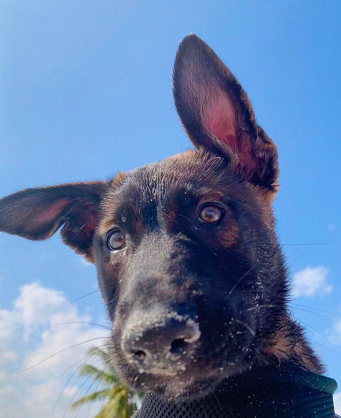 Crayola joined the competition — help win amazing prizes! canidae, carnivore, dog, dog_breed, ear, german_shepherd_dog, mammal, rare_breed_dog, sky, snout, vertebrate