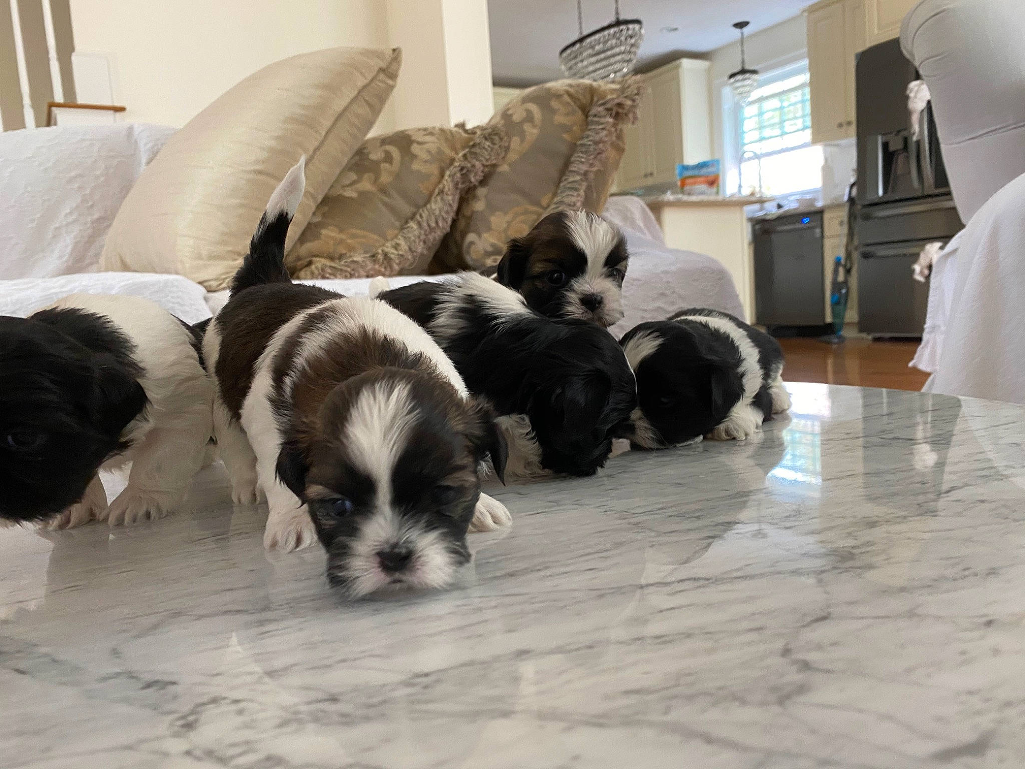 Puppies joined the competition — help win amazing prizes! canidae, carnivore, companion_dog, dog, dog_breed, english_springer_spaniel, havanese, landseer, lhasa_apso, mammal, non_sporting_group, puppy, shih_tzu, sporting_group, tibetan_terrier, toy_dog, vertebrate