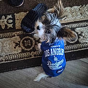 Pixley is registered to the contest to win money with this photo: baseball, blue_shirt, cute, dog, dog_clothing, floor, home, indoors, long_hair, looking_at_camera, los_angeles_dodgers, pet, portrait, puppy, rug, shoes, small_dog, sportswear, standing, white_and_brown