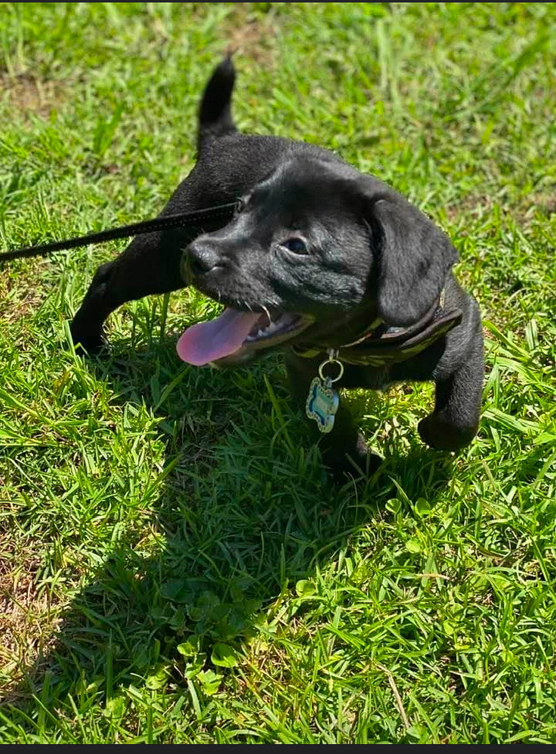 Zeke is registered to the contest to win money with this photo: american_pit_bull_terrier, canidae, carnivore, companion_dog, dog, dog_breed, french_bulldog, grass, guard_dog, lawn, mammal, non_sporting_group, patterdale_terrier, plant, puppy, snout, sporting_group