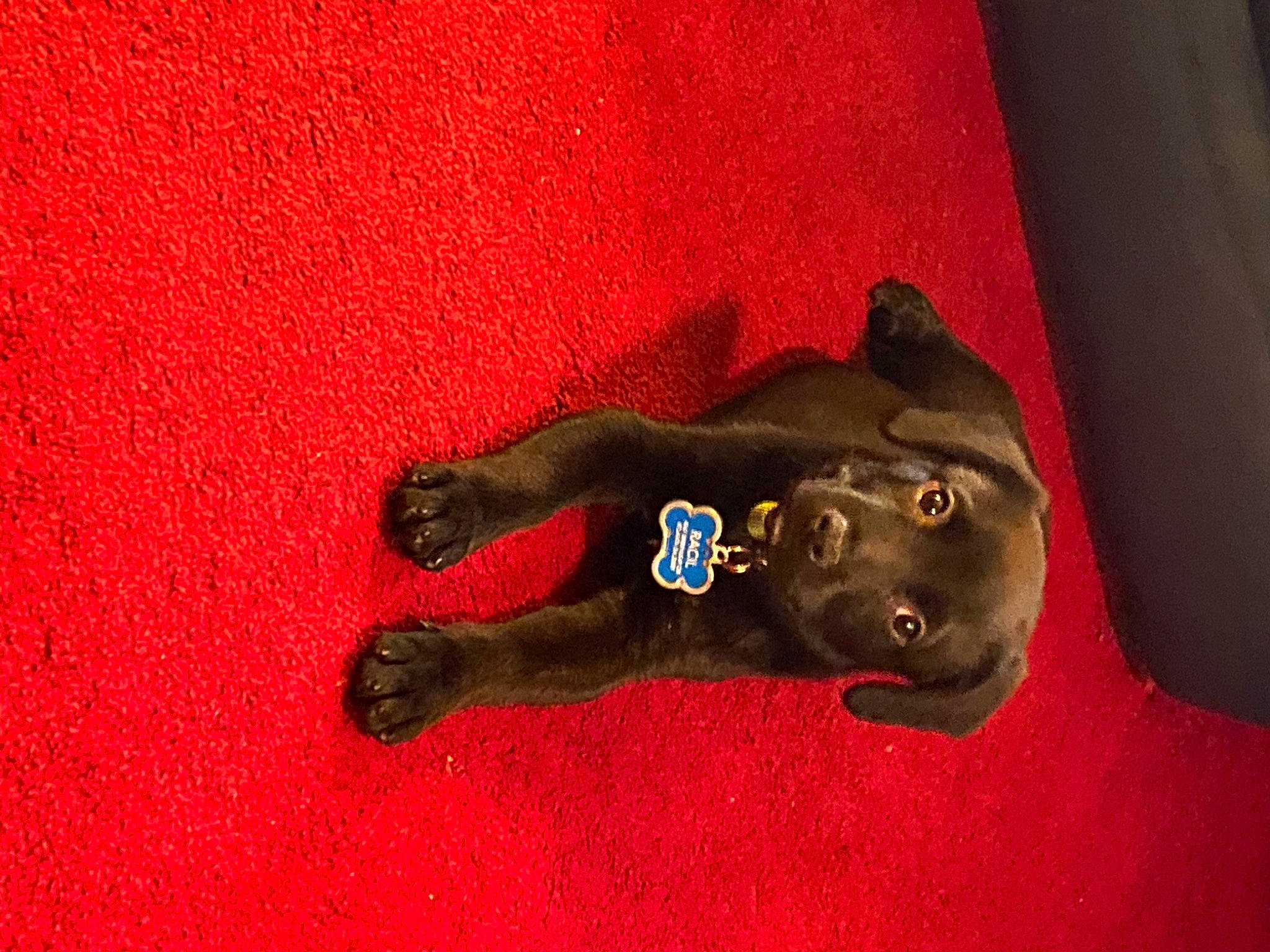 Zeke joined the competition — help win amazing prizes! canidae, carnivore, dog_breed, puppy, red, snout, sporting_group