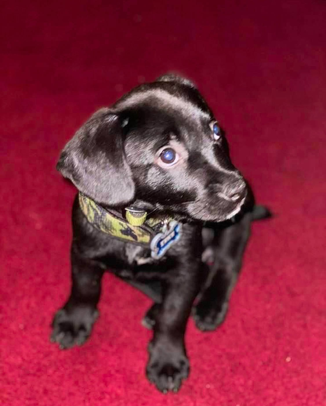 Zeke joined the competition — help win amazing prizes! beagador, canidae, carnivore, companion_dog, dog, dog_breed, labrador_retriever, mammal, patterdale_terrier, puppy, rare_breed_dog, snout, sporting_group, vertebrate, weimaraner