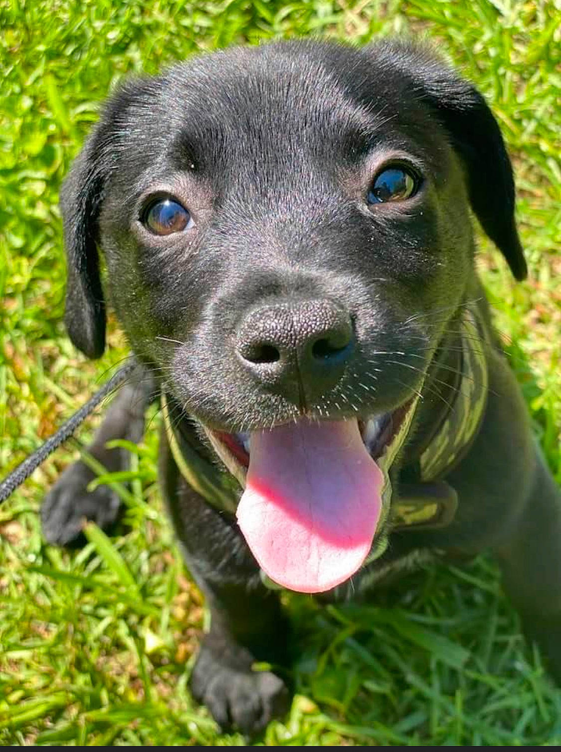 Zeke is registered to the contest to win money with this photo: american_pit_bull_terrier, beagador, blue_lacy, canidae, carnivore, dog, dog_breed, grass, labrador_retriever, mammal, mountain_cur, nose, patterdale_terrier, plant, puppy, rare_breed_dog, snout, sporting_group, vertebrate, whiskers