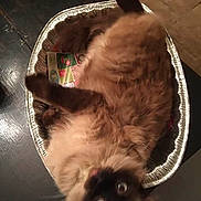 Oliver joined the competition — help win amazing prizes! cat, siamese_cat, fluffy, aluminum_tray, table, curious_eyes, pet, indoor, fur, animal, funny_pose, looking_up, relaxed, domestic_cat, brown_fur, black_face, whiskers, paws, cute, pet_bed
