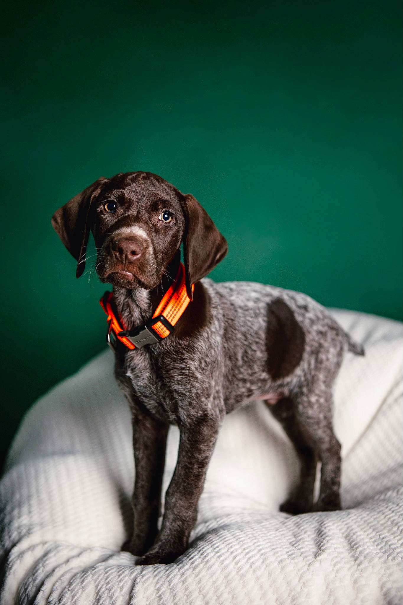 Forrest is registered to the contest to win money with this photo: canidae, carnivore, collar, companion_dog, dog, dog_breed, dog_collar, fawn, fur, gun_dog, hunting_dog, liver, snout, sporting_group, terrestrial_animal, working_animal