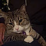 cat, tabby_cat, pet, animal, indoor, person, lap, feline, whiskers, pink_nose, paws, collar, purple_tag, dark_clothing, relaxed, cute, close_up, portrait, domestic_animal, companion