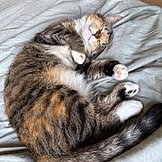 Kitty joined the competition — help win amazing prizes! animal, blanket, cat, cozy, cute, domestic_animal, feline, fluffy, fur, indoor, nap, paw_pads, pet, relaxed, resting, sleeping, soft, tabby, tail, whiskers