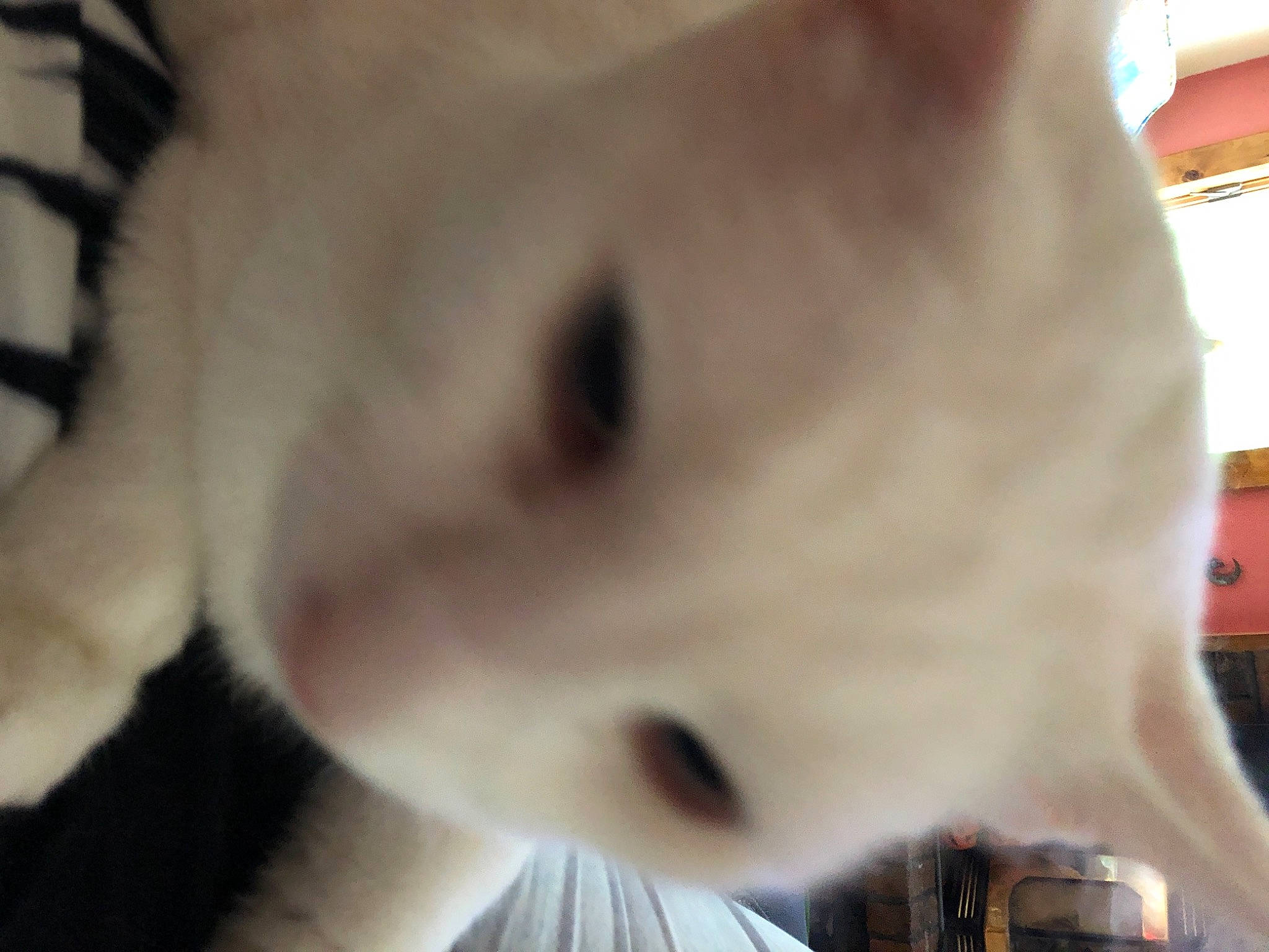 Fat Fat is registered to the contest to win money with this photo: canidae, carnivore, cat, claw, dog_breed, ear, fawn, felidae, fur, paw, small_to_medium_sized_cats, sporting_group, tail, terrestrial_animal, whiskers