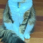 Nova joined the competition — help win amazing prizes! cat, fluffy, sitting, wooden_floor, collar, pet, indoor, feline, tail, fur, tabby, whiskers, domestic_animal, cute, relaxed, animal, portrait, close_up, eyes_closed, house_pet