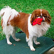 Alvin joined the competition — help win amazing prizes! animal, brown_and_white, brown_fur, dog, dog_face, fluffy, garden, grass, holding_toy, lawn, long_hair, long_tail, outdoors, pet, playful, red_toy, small_dog, standing, toy, white_fur