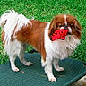 animal, brown_and_white, brown_fur, dog, dog_face, fluffy, garden, grass, holding_toy, lawn, long_hair, long_tail, outdoors, pet, playful, red_toy, small_dog, standing, toy, white_fur