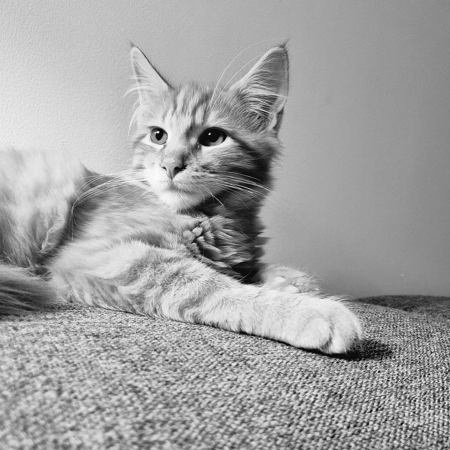Simba a rejoint le concours — aidez-le/la à gagner de superbes lots ! abyssinian, angora, animal, cat, gray, kitten, manx, pet, siamese