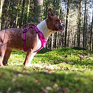 Tayka a rejoint le concours — aidez-le/la à gagner de superbes lots ! dog, forest, trees, moss, sunlight, nature, outdoor, canine, animal, pet, brown_dog, harness, alert, standing, woods, daylight, greenery, flora, wildlife, scenic