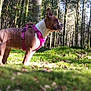 dog, forest, trees, moss, sunlight, nature, outdoor, canine, animal, pet, brown_dog, harness, alert, standing, woods, daylight, greenery, flora, wildlife, scenic