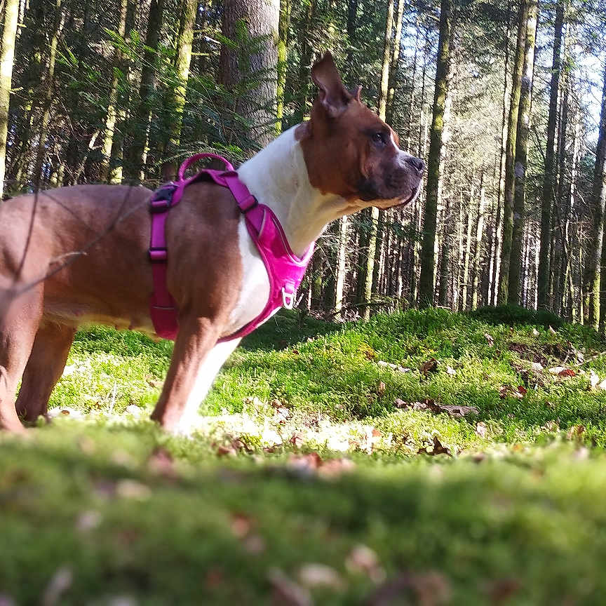 Tayka a rejoint le concours — aidez-le/la à gagner de superbes lots ! alert, animal, brown_dog, canine, daylight, dog, flora, forest, greenery, harness, moss, nature, outdoor, pet, scenic, standing, sunlight, trees, wildlife, woods