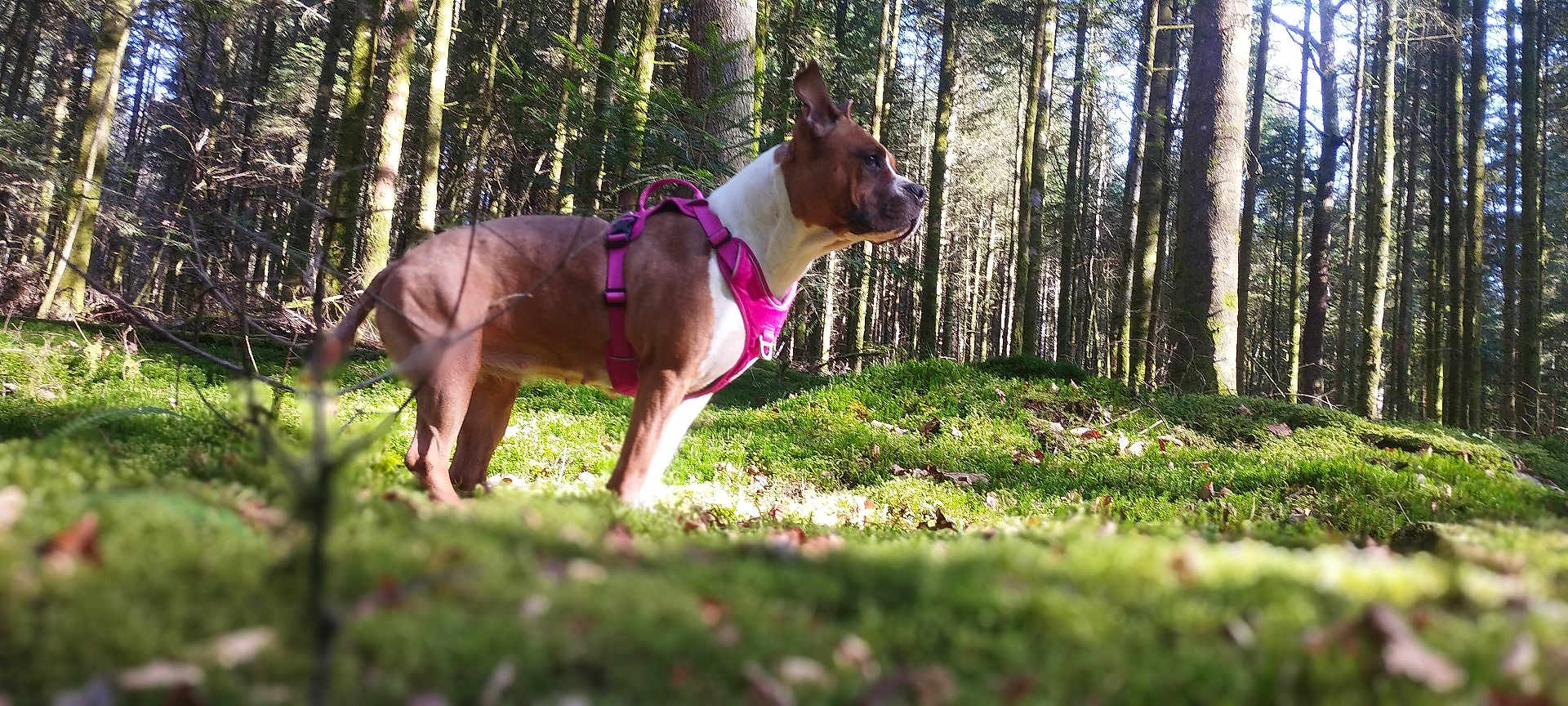 Tayka a rejoint le concours — aidez-le/la à gagner de superbes lots ! dog, forest, trees, moss, sunlight, nature, outdoor, canine, animal, pet, brown_dog, harness, alert, standing, woods, daylight, greenery, flora, wildlife, scenic