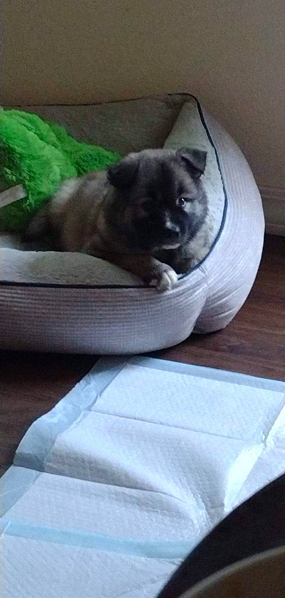 Koda joined the competition — help win amazing prizes! bowl, carnivore, comfort, companion_dog, dog, dog_breed, fawn, felidae, fur, grey, hardwood, linens, nap, small_to_medium_sized_cats, snout, sporting_group, tail, terrestrial_animal, whiskers, working_animal