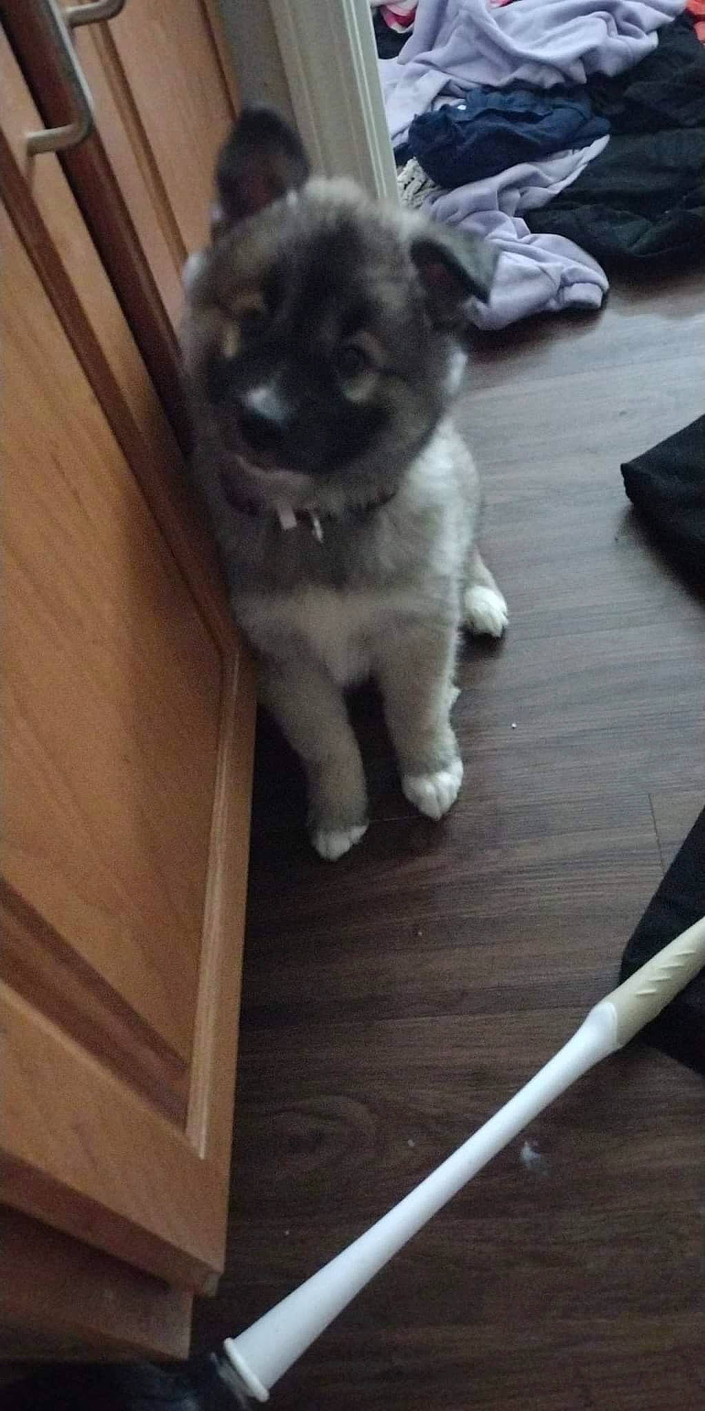 Koda is registered to the contest to win money with this photo: carnivore, comfort, companion_dog, dog, dog_breed, fawn, felidae, floor, flooring, fur, hardwood, paw, plank, sporting_group, tail, toy_dog, whiskers, wood, wood_flooring, working_animal