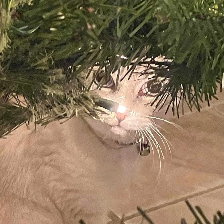 Tommy is registered to the contest to win money with this photo: accessories, animal, cat, christmas, christmasdecorations, christmastree, conifer, festival, fir, kitten, light, lighting, manx, pet, pine, plant, pottedplant, tree, vegetation, yew