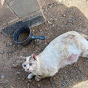 Mini Pearl is registered to the contest to win money with this photo: cat, blue_eyes, cream_fur, white_fur, animal, pet, outdoor, ground, rocks, dirt, gravel, pavement, sunlight, shadow, saucepan, metal_pan, cooking_utensil, sitting, lying_down, close_up