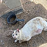 cat, blue_eyes, cream_fur, white_fur, animal, pet, outdoor, ground, rocks, dirt, gravel, pavement, sunlight, shadow, saucepan, metal_pan, cooking_utensil, sitting, lying_down, close_up