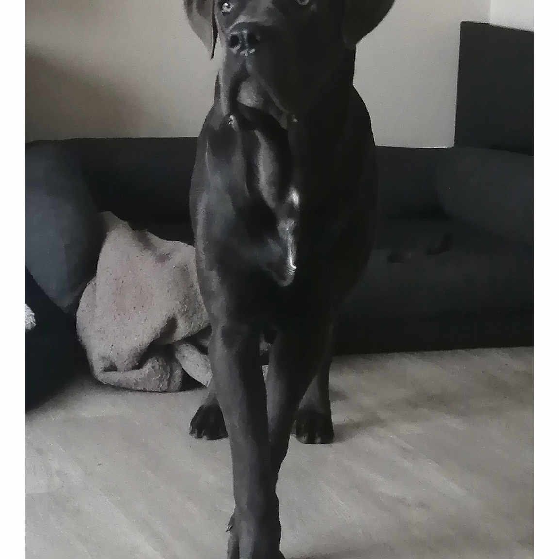 Magnus a rejoint le concours — aidez-le/la à gagner de superbes lots ! animal, architecture, building, bulldog, canine, chair, couch, dog, furniture, hound, indoors, interiordesign, labradorretriever, livingroom, pet, pitbull, pointer, pug, puppy, room