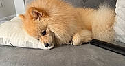 Luke Skywalker is registered to the contest to win money with this photo: animal, couch, cozy, cute, dog, domestic_animal, flower_vase, fluffy, fur, gray, home, indoor, living_room, pet, pillow, pomeranian, relaxing, resting, small_dog, white