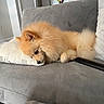 dog, pomeranian, fluffy, couch, pillow, indoor, pet, resting, fur, small_dog, living_room, flower_vase, gray, white, cute, animal, relaxing, domestic_animal, home, cozy
