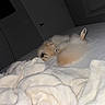 Luke Skywalker is registered to the contest to win money with this photo: animal, bed, bedroom, blanket, comfort, cozy, cute, dog, domestic, fluffy, fur, indoor, lying_down, paws, pet, relaxation, resting, sleeping, soft, white