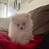 Luke Skywalker joined the competition — help win amazing prizes! animal, couch, cozy, cute, dog, domestic_animal, fluffy, fur, home, indoor, living_room, natural_light, pet, pomeranian, puppy, red_blanket, sitting, small_dog, wall_photos, window