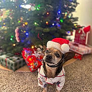 Beans is registered to the contest to win money with this photo: dog, christmas_tree, holiday, pajamas, santa_hat, carpet, gift, present, indoor, decorations, lights, festive, cute, pet, animal, celebration, christmas, holiday_season, christmas_lights, christmas_decor