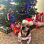 dog, christmas_tree, holiday, pajamas, santa_hat, carpet, gift, present, indoor, decorations, lights, festive, cute, pet, animal, celebration, christmas, holiday_season, christmas_lights, christmas_decor