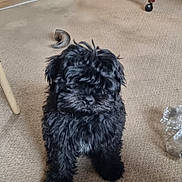 Maggie joined the competition — help win amazing prizes! puppy, dog, black_fur, carpet, indoor, furniture, wooden_table, printer, plastic_bottle, household_items, pet, cute, small_dog, floor, living_room, curly_fur, domestic_animal, animal, sitting, home