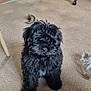 puppy, dog, black_fur, carpet, indoor, furniture, wooden_table, printer, plastic_bottle, household_items, pet, cute, small_dog, floor, living_room, curly_fur, domestic_animal, animal, sitting, home