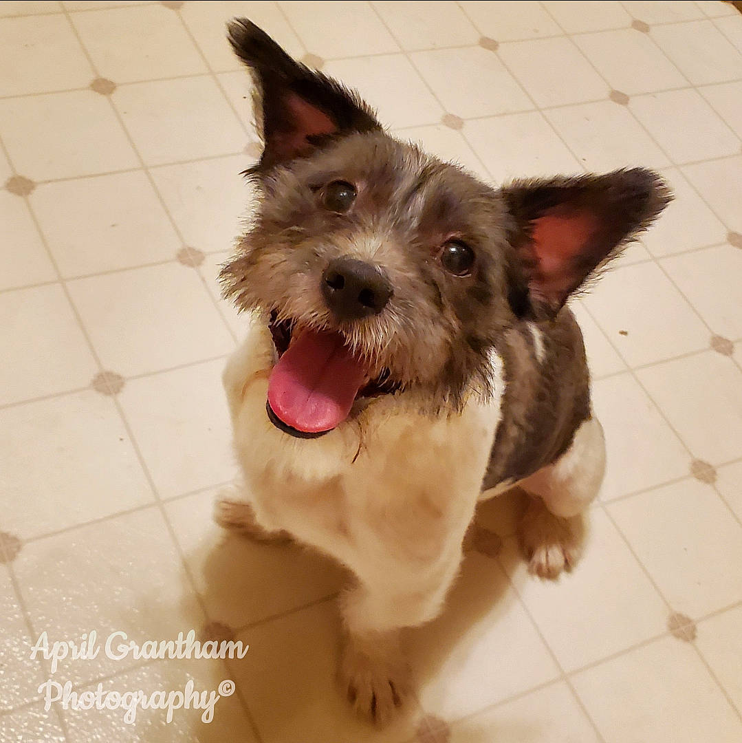Skip joined the competition — help win amazing prizes! australian_silky_terrier, australian_terrier, cairn_terrier, canidae, carnivore, dog, dog_breed, ear, liver, mammal, puppy, rare_breed_dog, scottish_terrier, snout, terrier, vertebrate